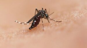BRASIL APRUEBA LA PRIMERA VACUNA MONODOSIS DEL MUNDO CONTRA EL DENGUE