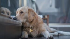ANÁLISIS GENÉTICO EN GOLDEN RETRIEVERS IDENTIFICAN 12 GENES COMUNES DE COMPORTAMIENTO CON HUMANOS